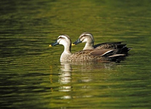 第374回 野鳥の雑種って 翆野 大地 Note