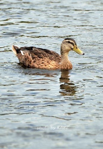 第374回 野鳥の雑種って 翆野 大地 Note