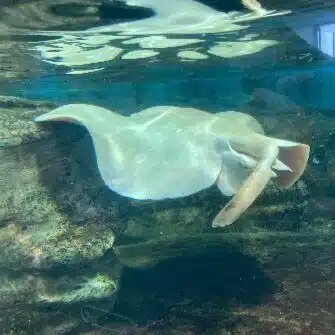 人見御供