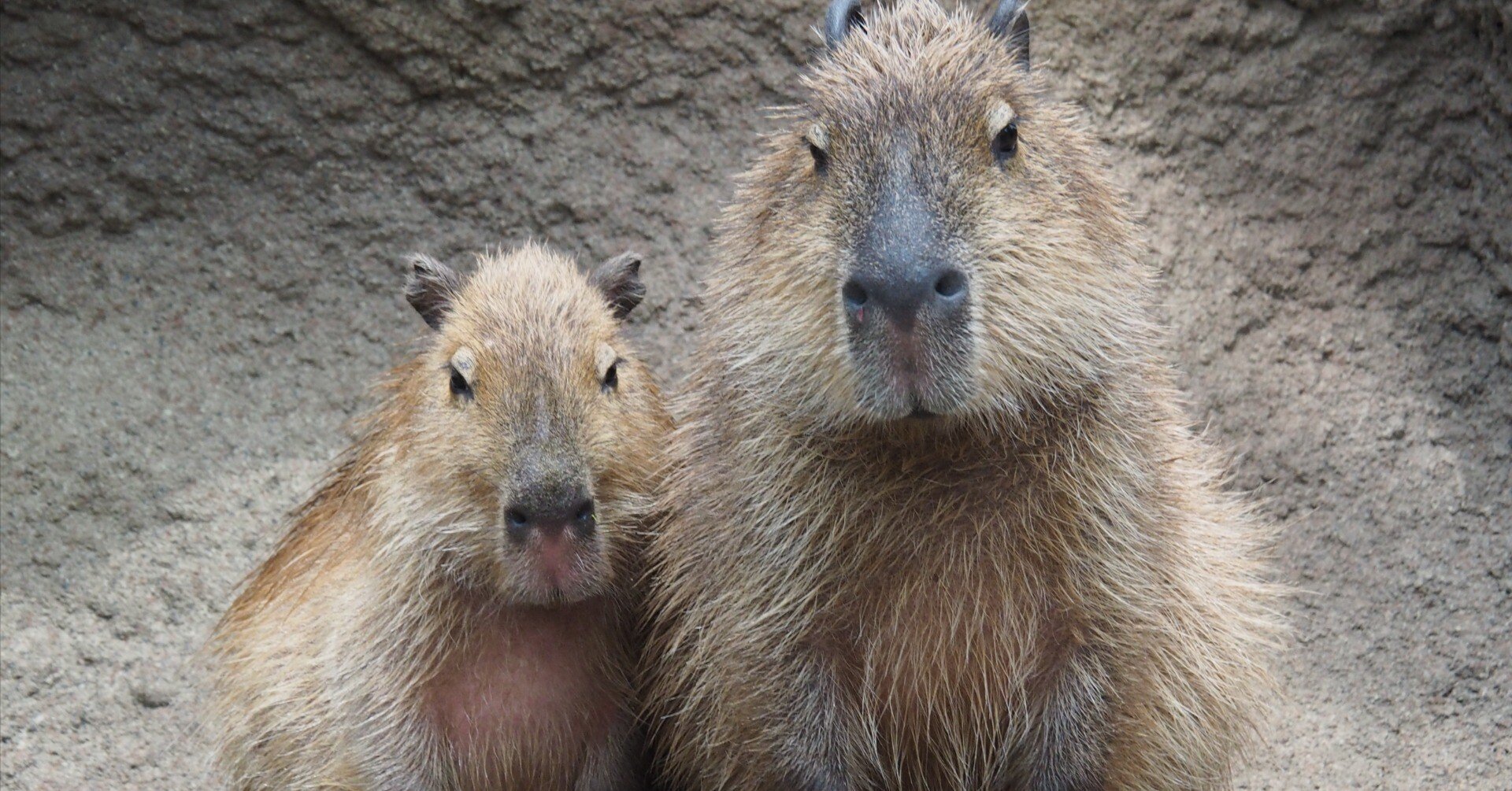 動物図鑑目次その2【ZOO 21st ～21世紀の動物園note～】｜M_ayumi