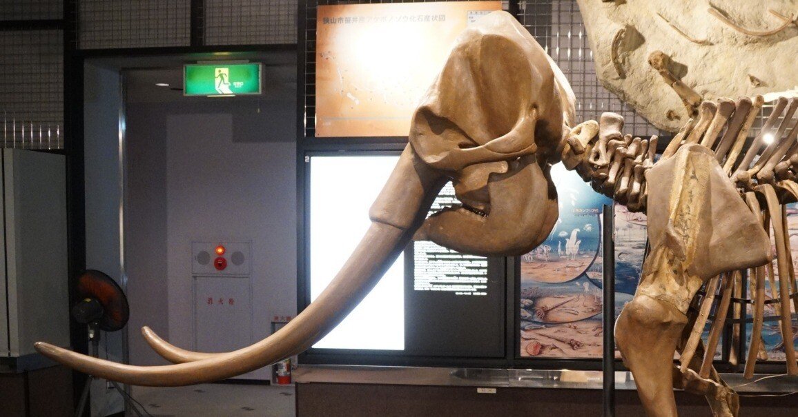 化石　ナンマンゾウ？ 5affbf0aaf284e96c26c2e4adef1a6