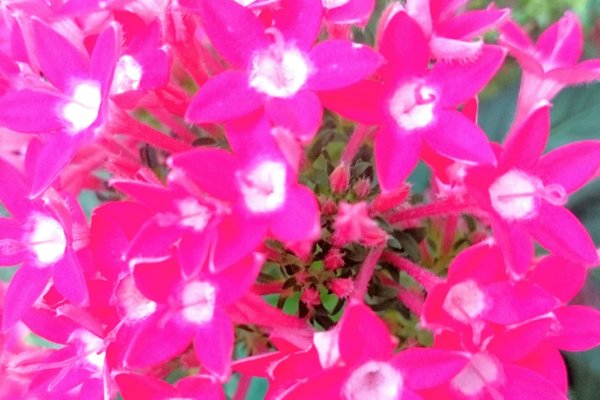 ペンタスの花言葉は花びらの形が星に似ていることから希望が叶う願い事 の新着タグ記事一覧 Note つくる つながる とどける ペンタスの花言葉は花びらの形が星に似ていることから希望が叶う願い事 の新着タグ記事一覧 Note つくる つながる とどける