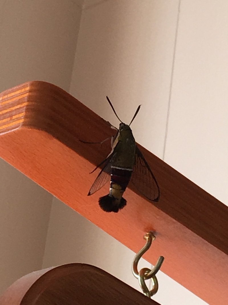 虫なんて見たくもないかい 澤野太知 Note