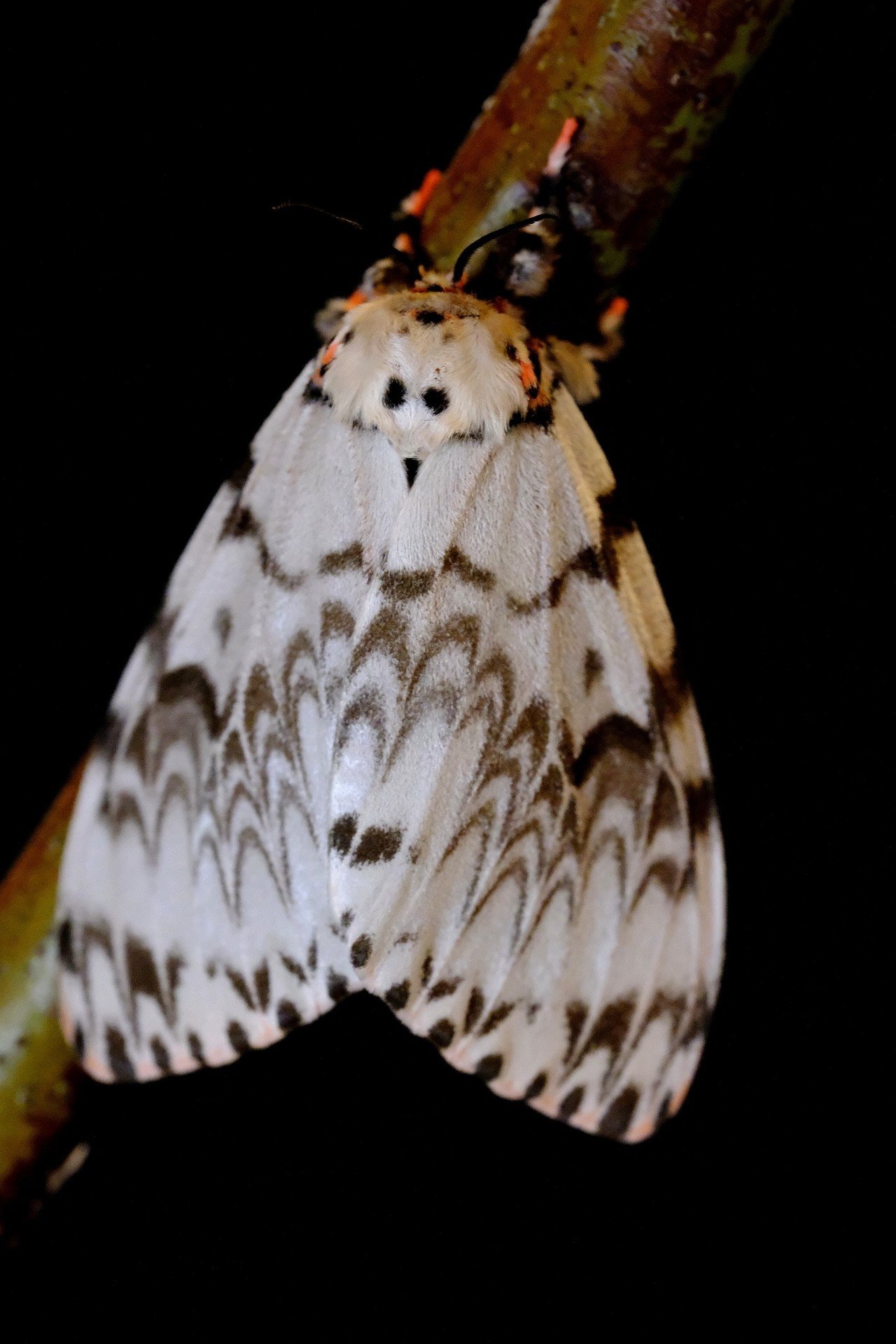 蛾 羽化したコ Ozawa Eiko Note 蛾 羽化したコ Ozawa Eiko Note