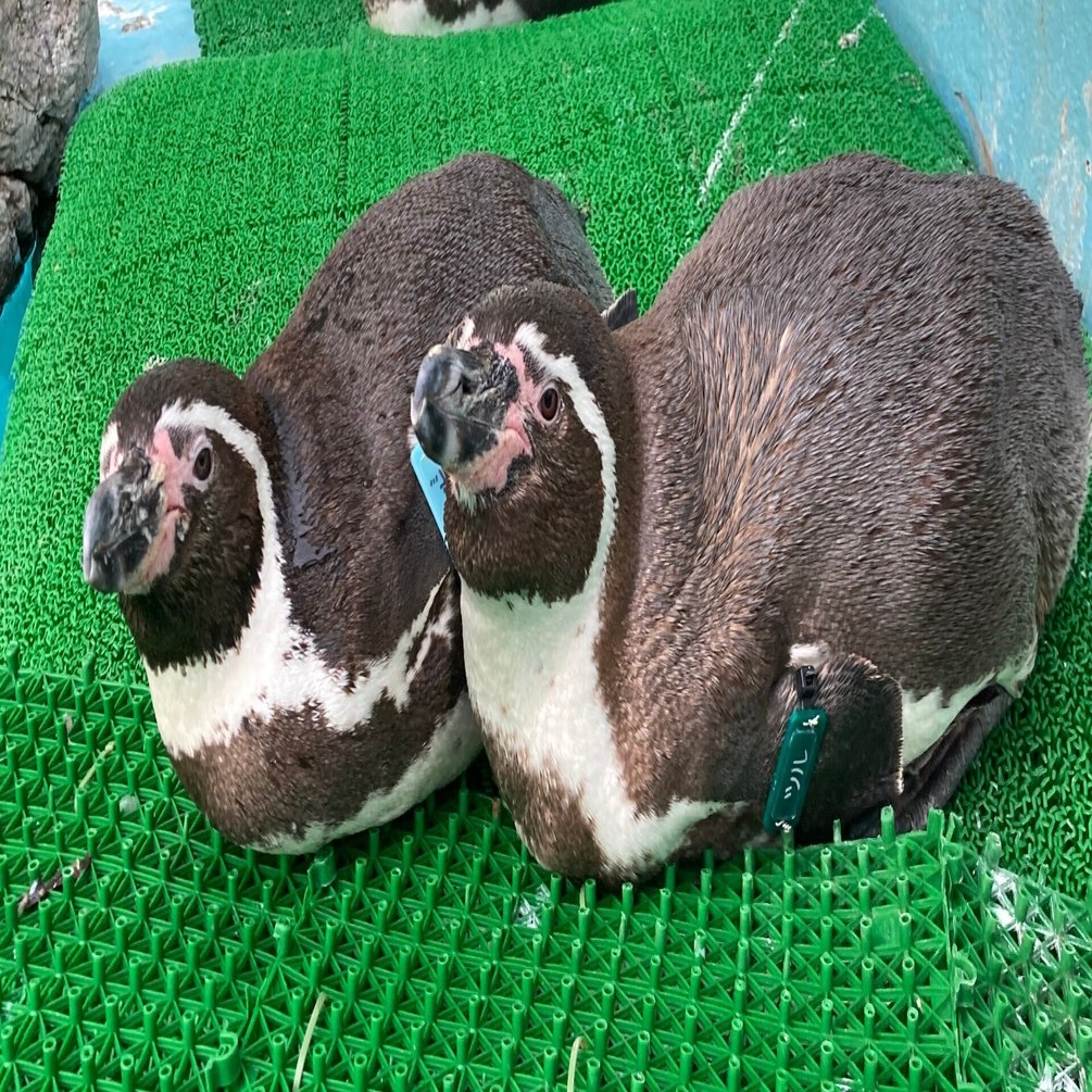 ペンギン様確認用 ペンギンライブラリー［Penguin Library］｜ホシザキ株式会社