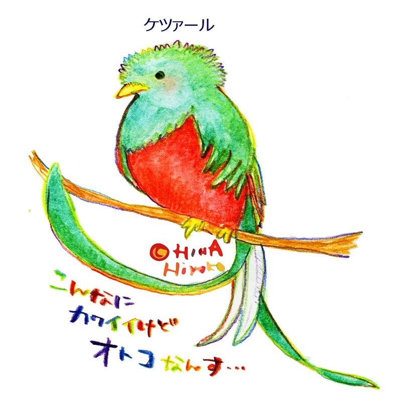 世界一美しい鳥を見に行く旅 陽菜ひよ子 イラストレーター インタビューライター Note