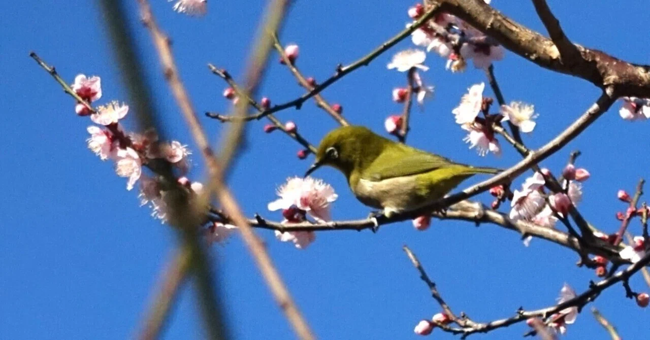 梅花鳥 梅の木にとまった この鳥の名前は もちろん…｜ちょっと気になるし。