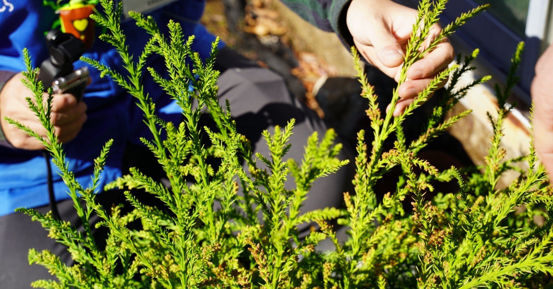 花粉をつけないスギ？無花粉スギとは【浜松ミクロ散歩「スギ（杉