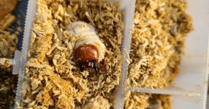 京都府 オオクワガタ 材割り採集記｜キヨタミ