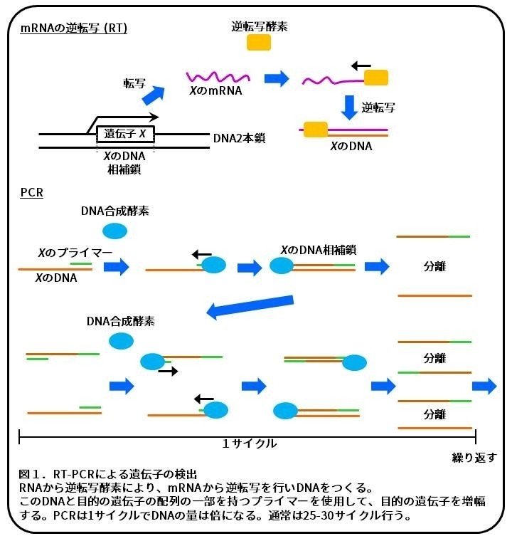 メダカの性転換 緑は性転換の光 論文紹介 かわいせーざん 基礎研究っておもしろい 生物編 Note メダカの性転換 緑は性転換の光 論文紹介 かわいせーざん 基礎研究っておもしろい 生物編 Note