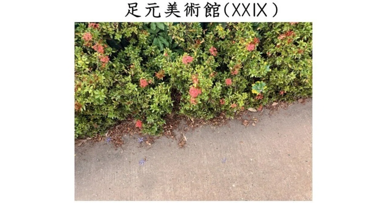 足元美術館XXⅨ（目移りという嬉しい悩み） まいに知・あらび基・おもいつ記（2024年1月28日）｜takeshisaito