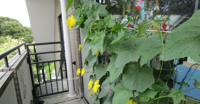 ヘチマの花 の新着タグ記事一覧 Note つくる つながる とどける