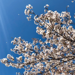 AJ米田渡TOUR 2013 Let's Go Climax｜taramo