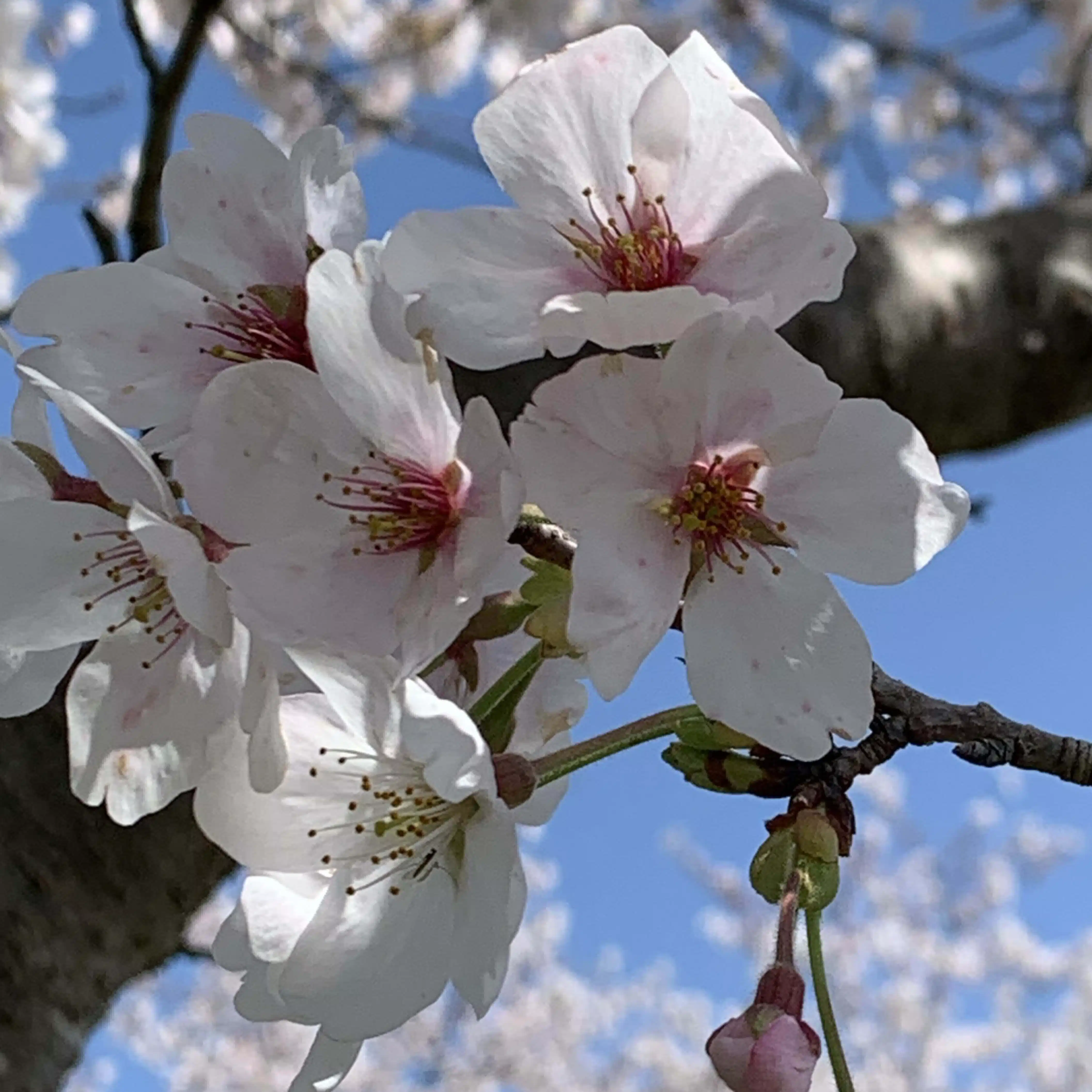 花 ~ただ咲く日常~