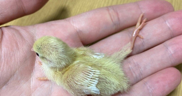 飼育上での注意点（ヒメウズラの命を守りたい） - 鳥｜ひめ