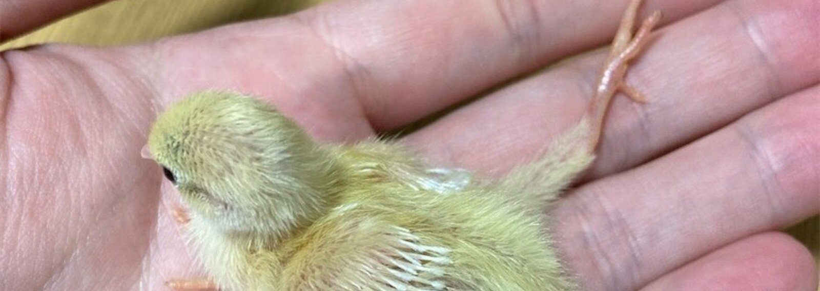 ひめうずら研究室 成鳥用配合飼料 4kg 鳥 餌 ヒメウズラ ひめうずら研究室