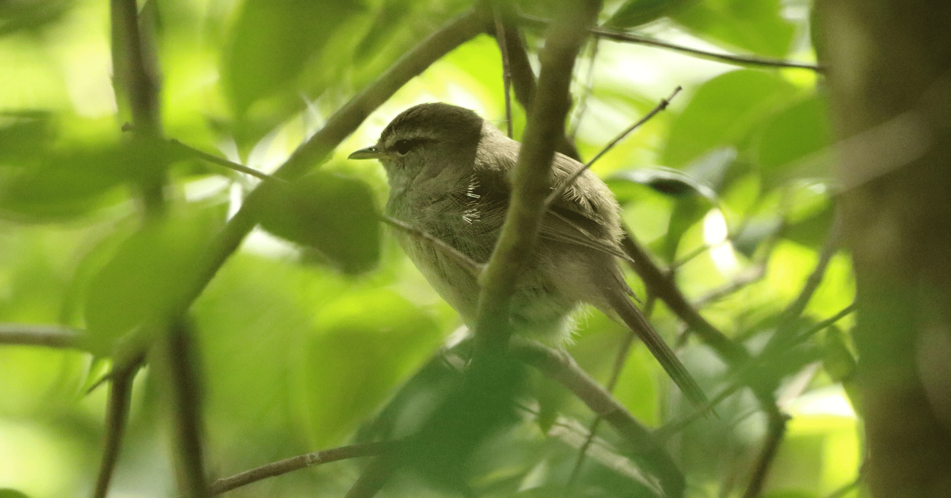 春入千林処々鶯｜やまもとさとこ