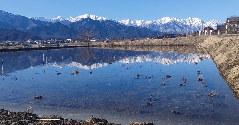 冬期湛水稲の多年草化栽培