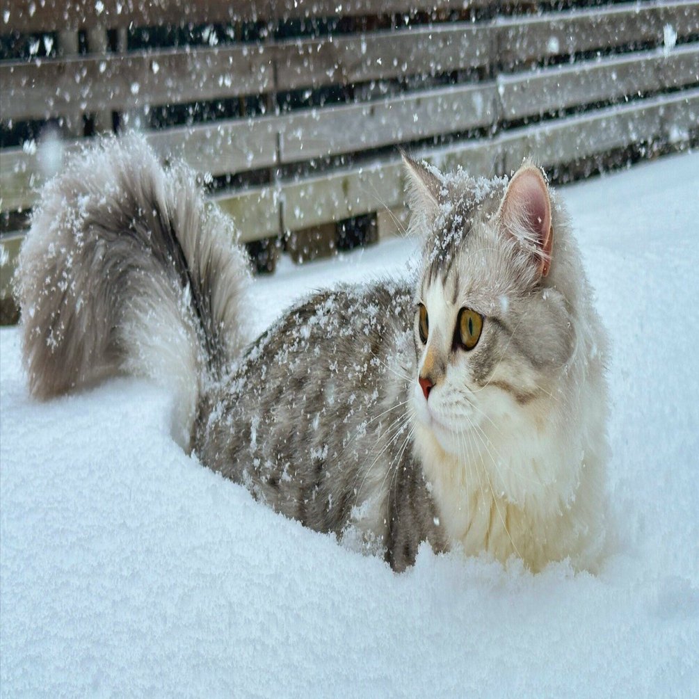 生まれて初めて雪を見たモフモフの猫ちゃん、降り積もる雪に半分埋もれ