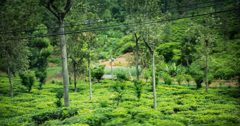 お茶は遠いアジアの国から来る神秘～薬か飲み物か？～