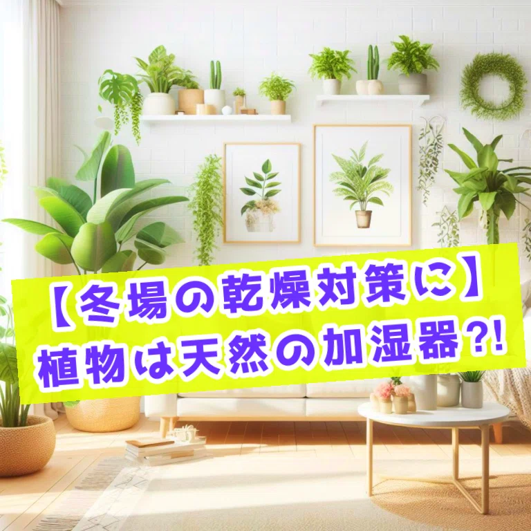 [For Winter Dryness] Are Plants Natural Humidifiers?! How to 