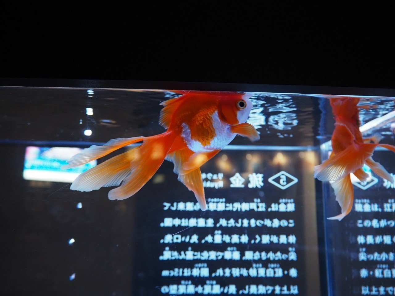 金魚を忘れる リュカ Lucas Note 金魚を忘れる リュカ Lucas Note