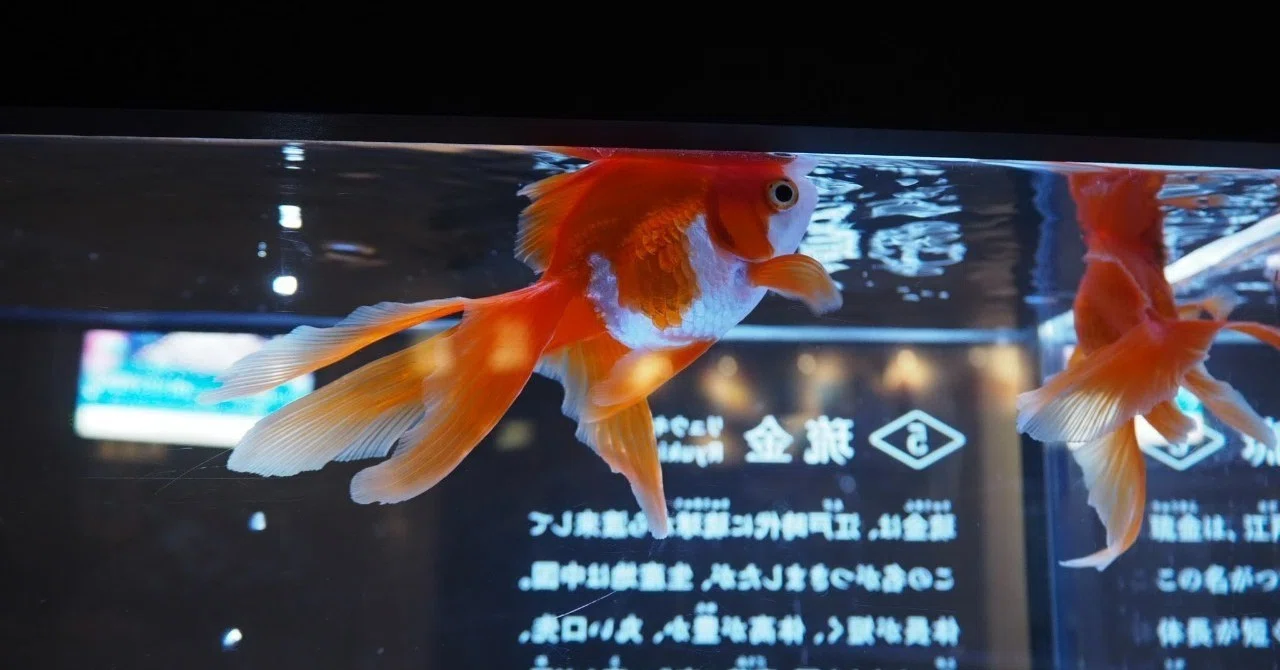 金魚を忘れる リュカ Lucas Note