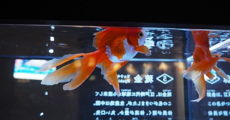 金魚を忘れる リュカ Lucas Note