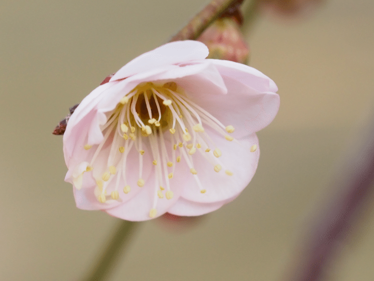 「藤牡丹」という名前だけど梅です(^^)/　早めに咲くこともあり、毎年楽しみにしています。姫感のあるお花。