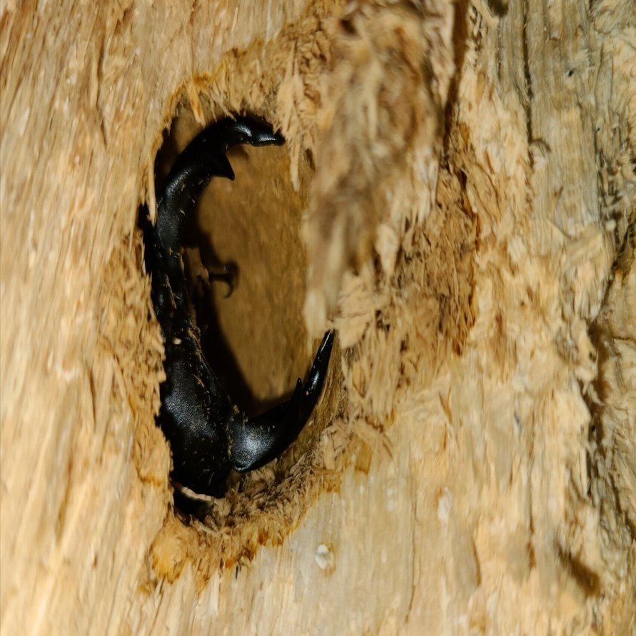京都府 オオクワガタ 材割り採集記｜キヨタミ