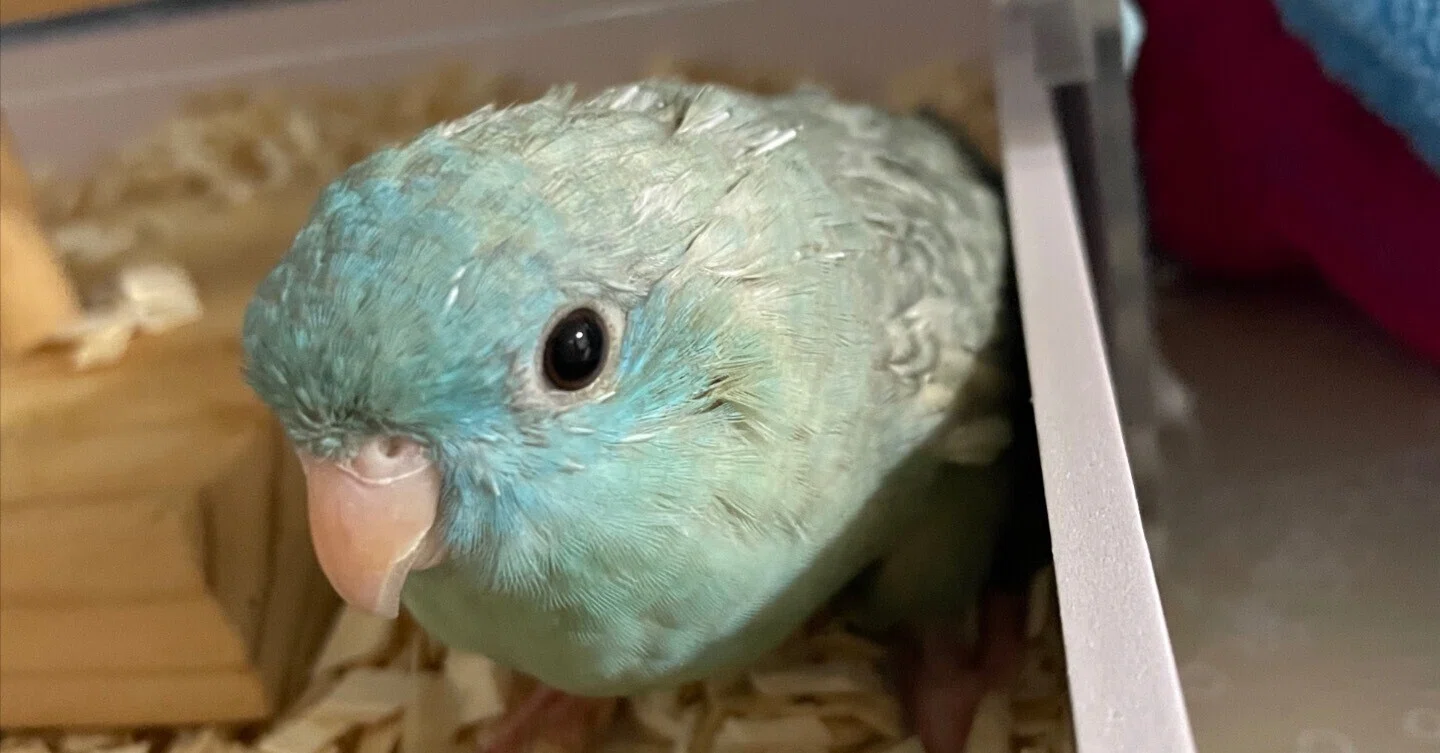 ようこそ我が家へ。～サザナミインコのなこちゃん～｜長嶺涼花