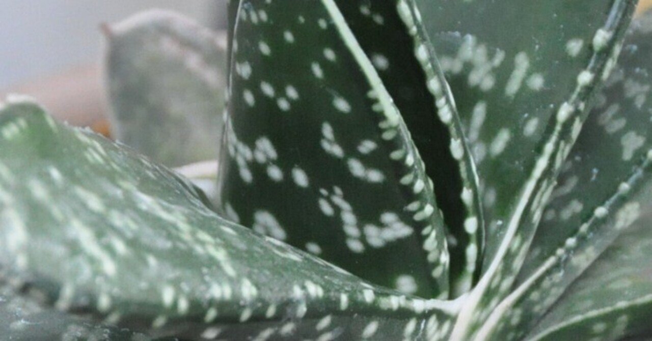 ホワイトゴースト綴化　ラクティア　ユーフォルビア　ホリダ　バリダ　オベサ ユーフォルビア：ラクティアホワイトゴースト綴化（接ぎ降し）4