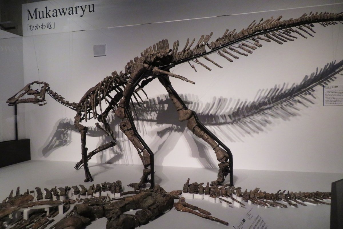 モササウルス 大きな顎 化石 恐竜 夏休み 自由研究 多い 