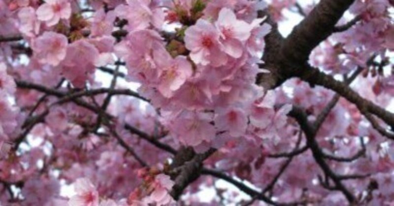 空堀川の河津桜が満開に