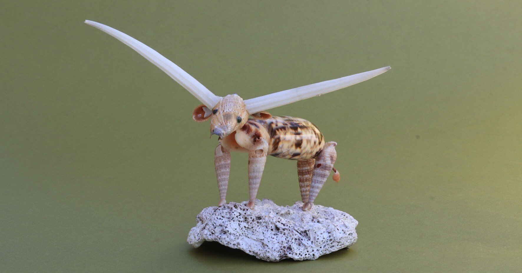 テキサス ロングホーン｜zoo_shell