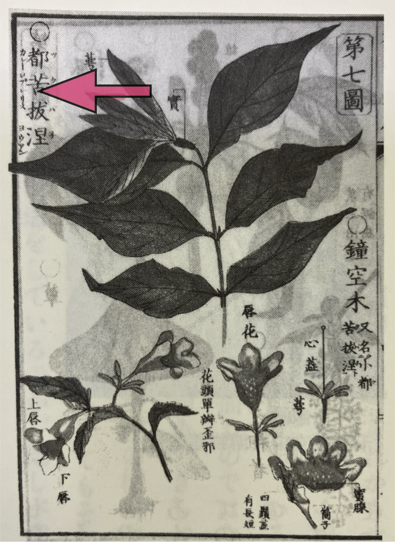 香焼町郷土誌(香焼町) / 大正堂書店 / 古本、中古本、古書籍の