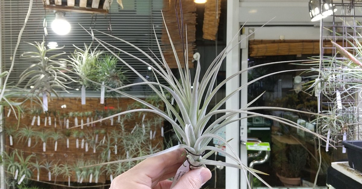 Tillandsia brachyphylla / チランジア ブラキフィラ Tillandsia brachyphylla / チランジア ブラキフィラ