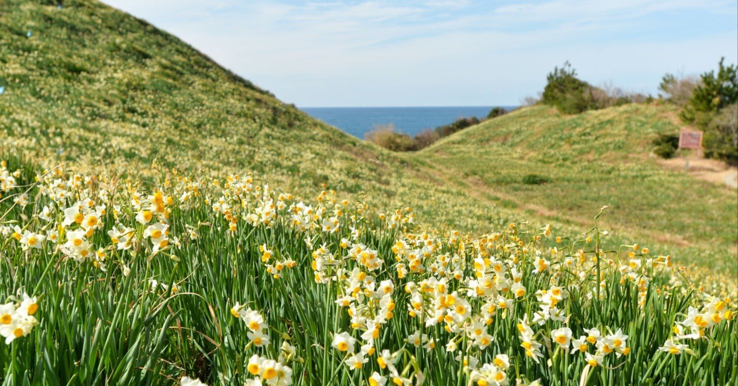 五感で感じたい！唐音水仙公園に出かけてきました。｜くらしアトリエ