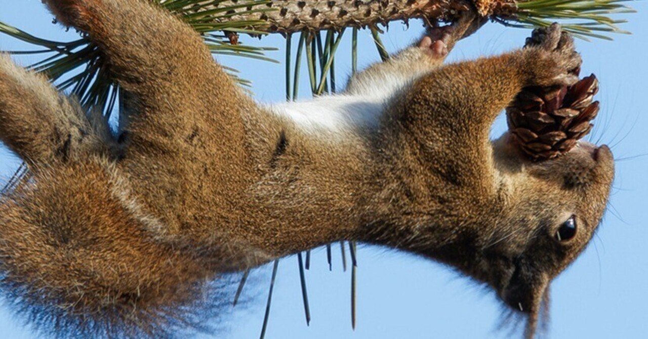 リスが松ぼっくりをGETする瞬間!!!｜神戸の野鳥note@きたの みつよし