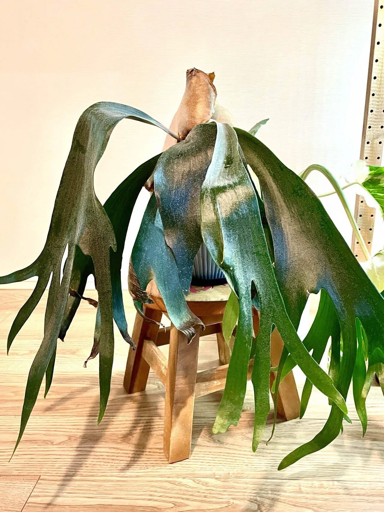 ビカクシダが大きくなった話🪴（2024.2.1）｜Shonan House Plants