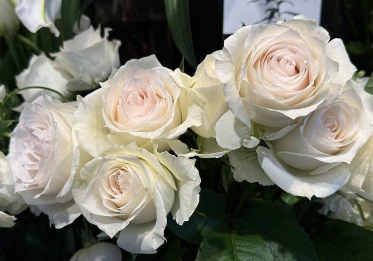 薔薇はやっぱり花の女王と思う。今日は、花の中心が淡いピンクの薔薇がひときわ美しく並んでいた。何重にも花弁が巻いて、豪華だけれど清楚。