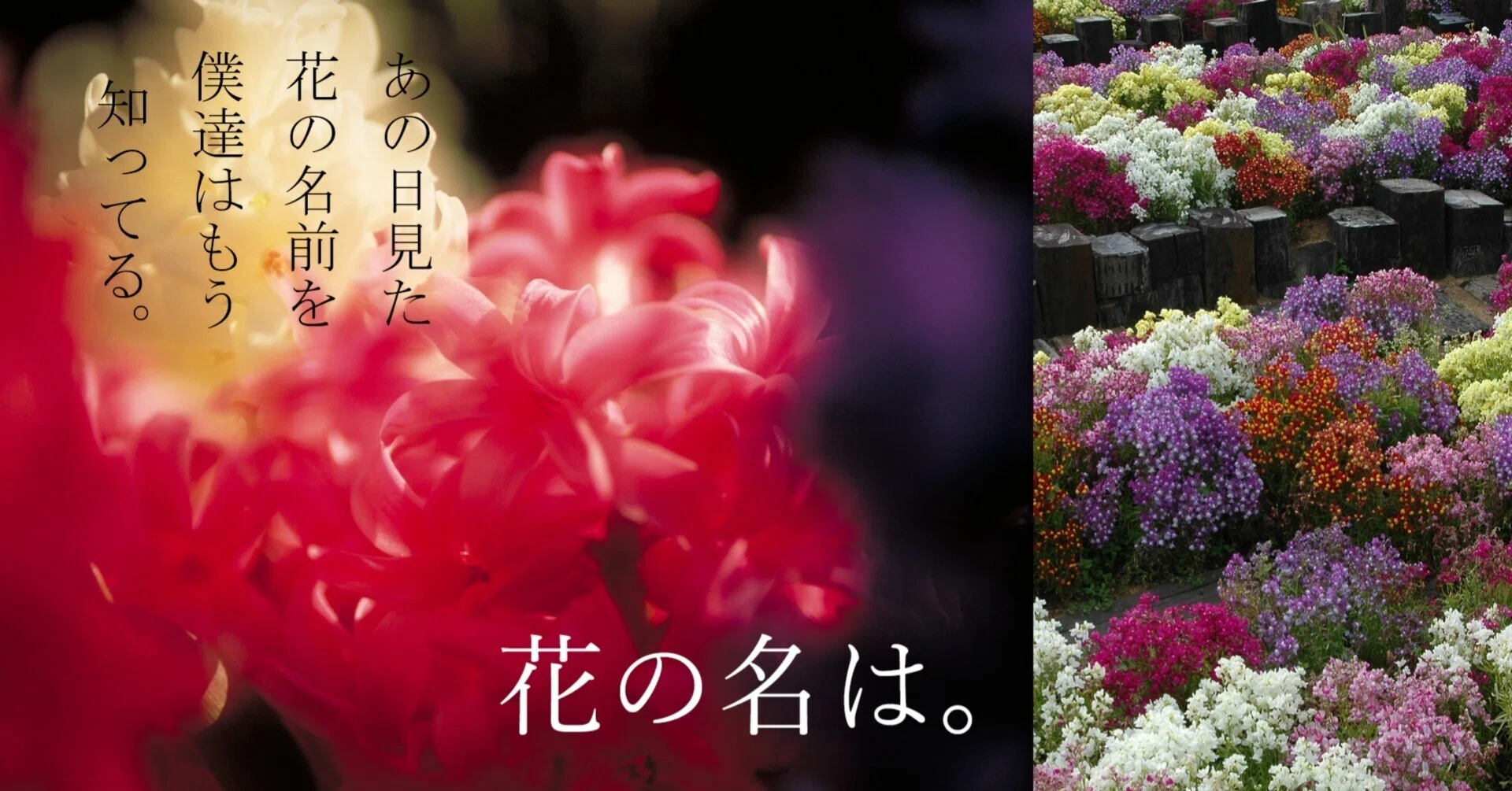 なんの呪文？ 花の名は。Vol.1｜新井裕之（StudioA）