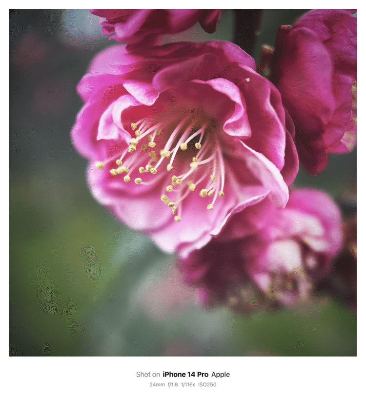 #そのへんの3cm vol.2418 iPhoneでマクロ連載#紅梅 近所の梅林公園にて。寒々しい冬に咲いてくれる梅っていう花には何度メンタルを救われたことか。#バラ目バラ科 