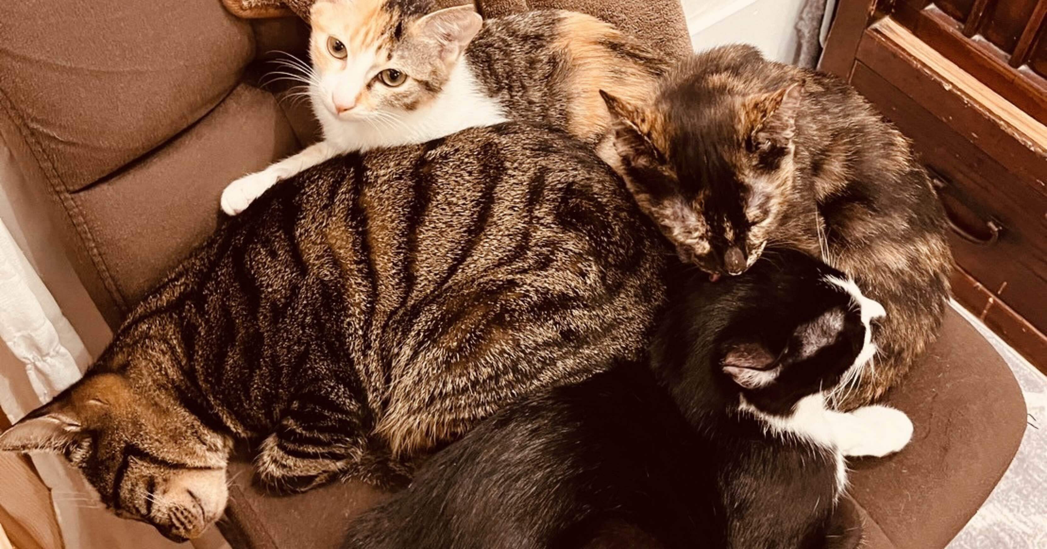 ねこのまのこれまでとこれから｜neconoma