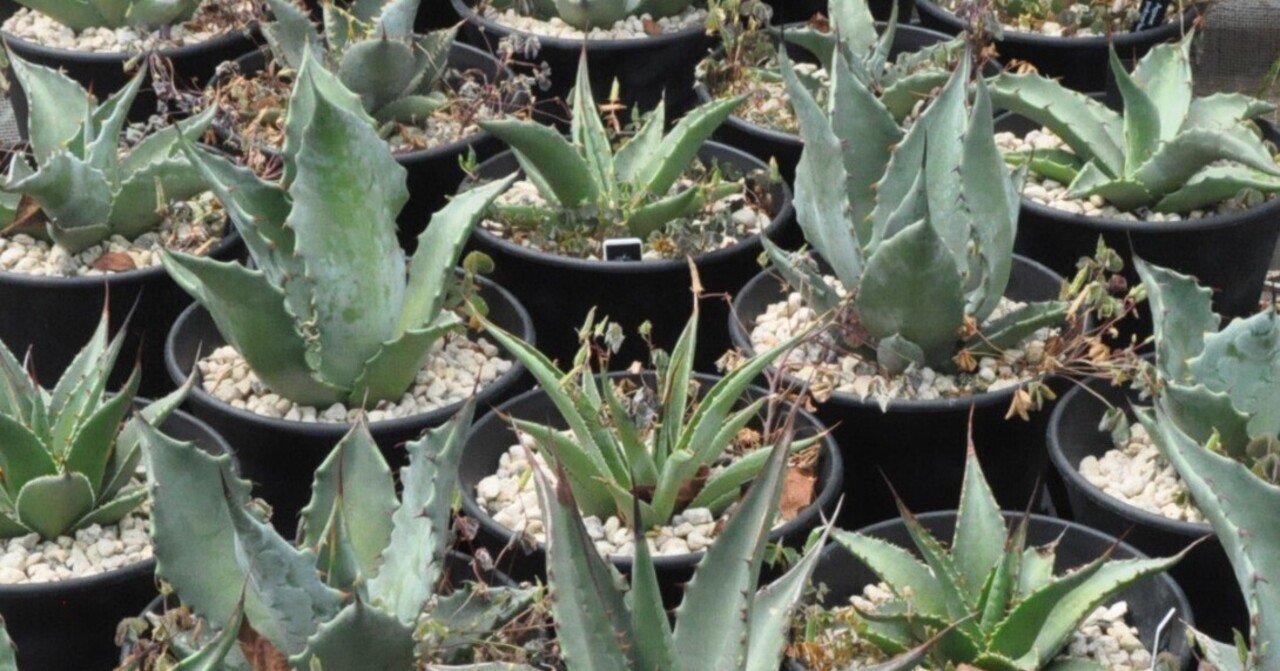 アガベ チタノタ 毒刺 MS-WV / 子株 発根済 ② / ブツブツ系 / AGAVE