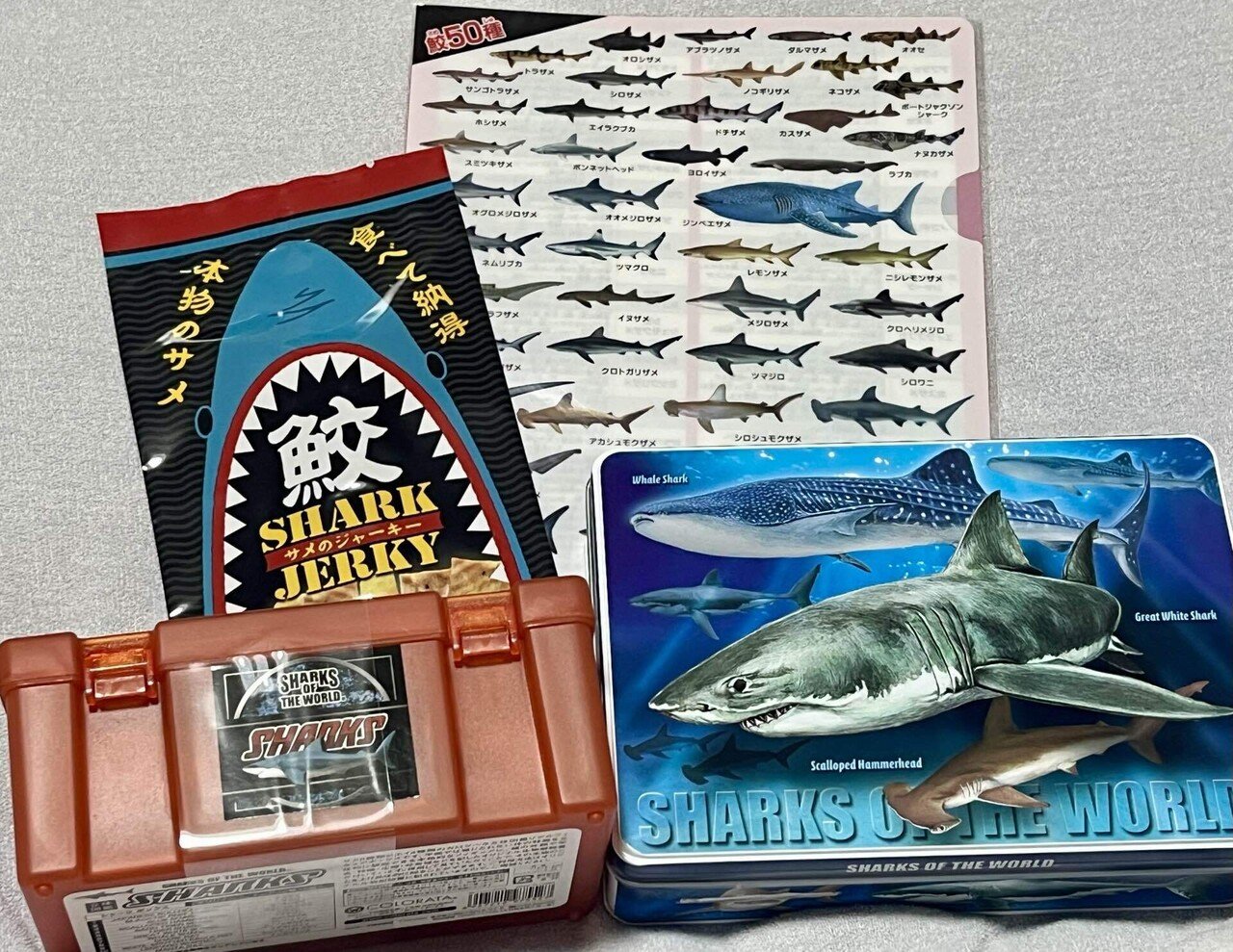 サメの歯まとめ売り箱付き サメの顎（メジロザメ科）顎骨標本 Sサイズ お土産 ディスプレイ