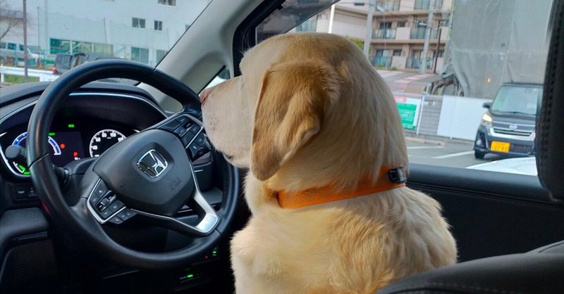 犬連れ旅　車中泊編