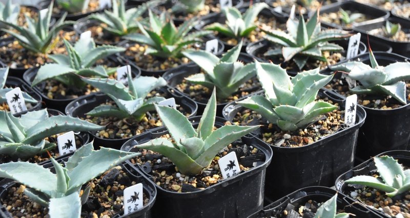 中型アガベ 健康な根付き アガベ・パリー 'ホーチエンシス'（吉祥天）｜Agave parryi var