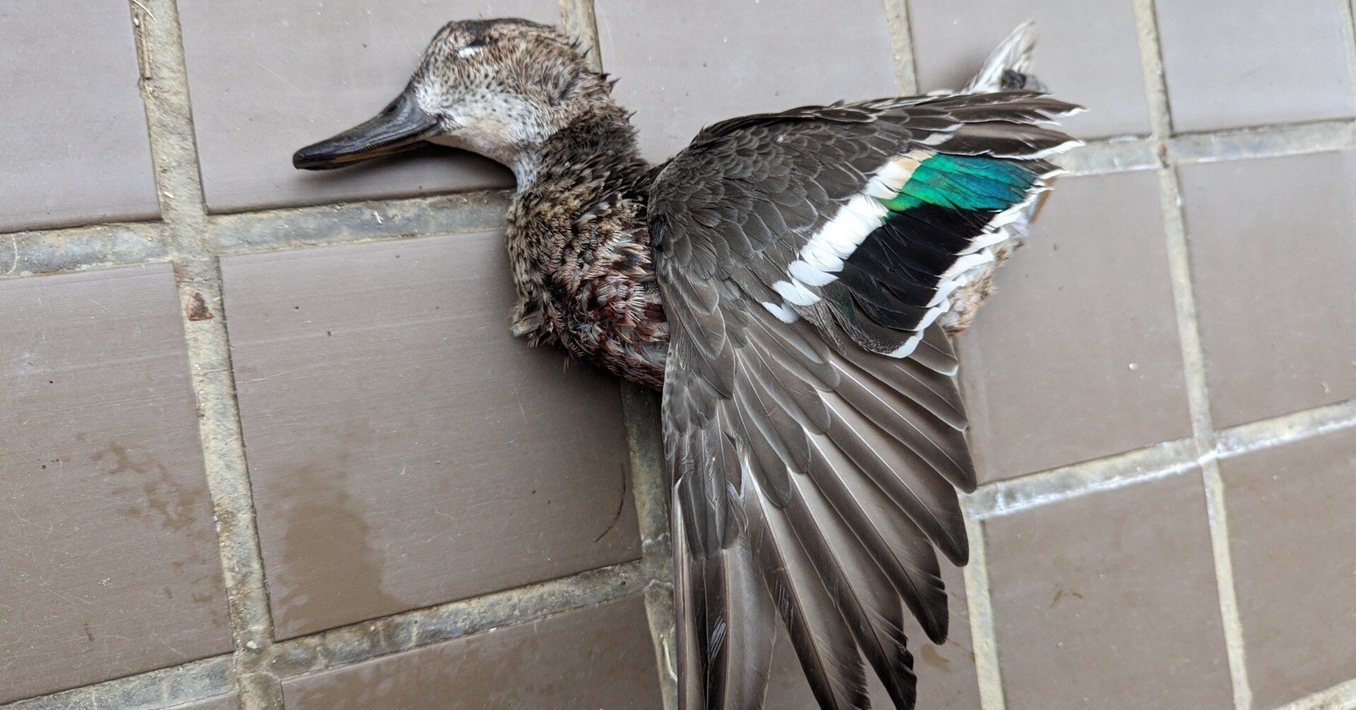 2024年2月2日（金）「有害鳥獣（ではないですが）・コガモ」｜おおたま