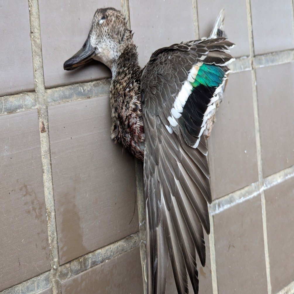 2024年2月2日（金）「有害鳥獣（ではないですが）・コガモ」｜おおたま